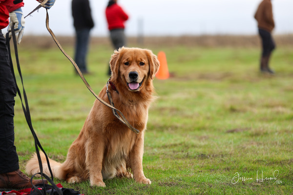Attentive Moxy Golden retriever on leash in a training situation outdoors