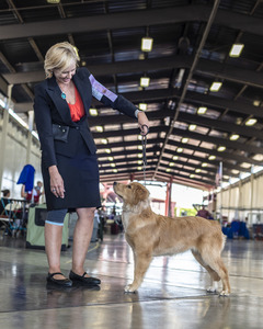 Woman standing in front of Moxy Golden retriever on a leash